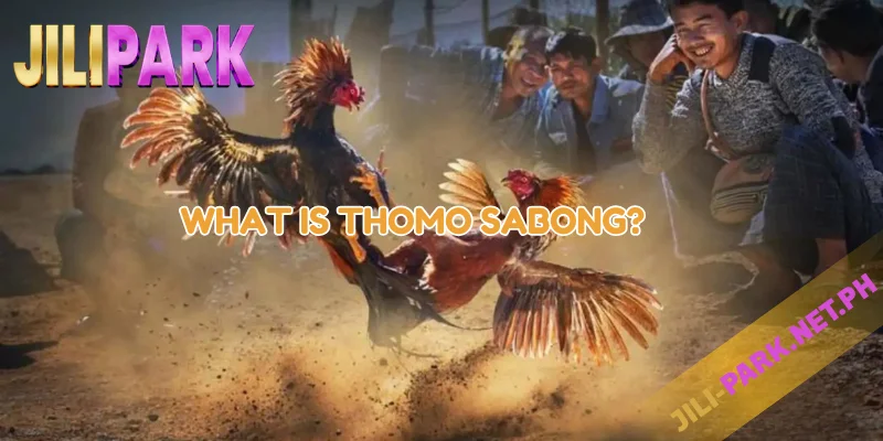 What is Thomo Sabong